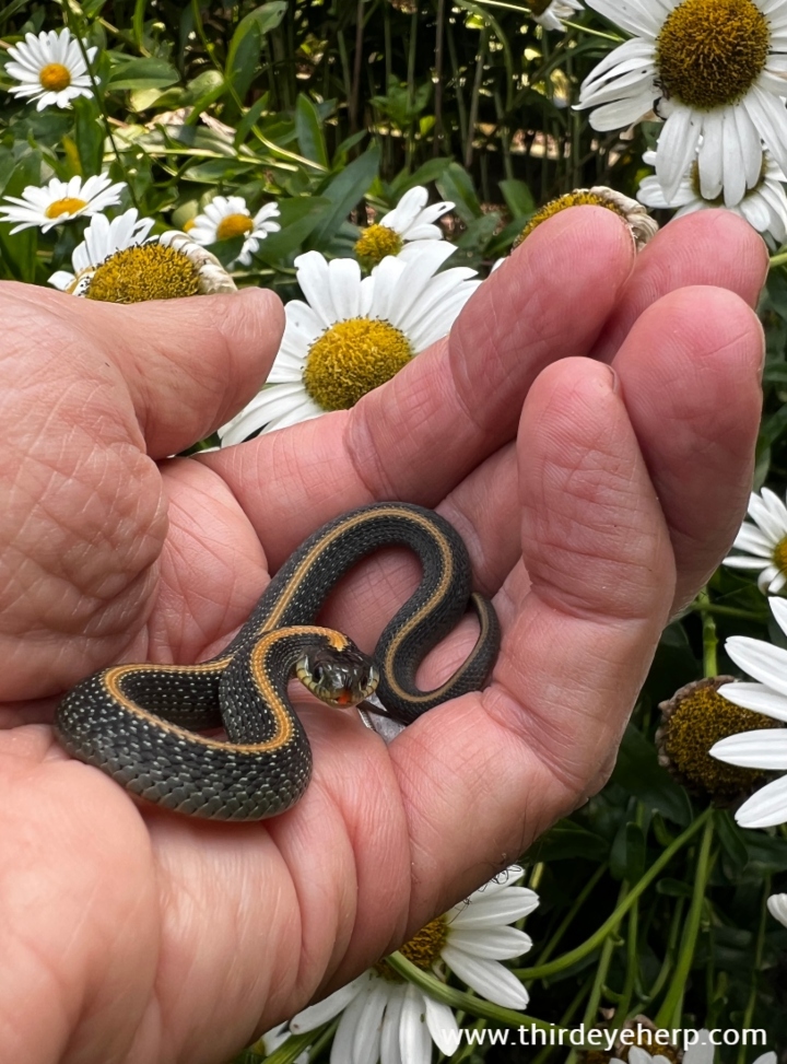 Santa Cruz Garter Snake